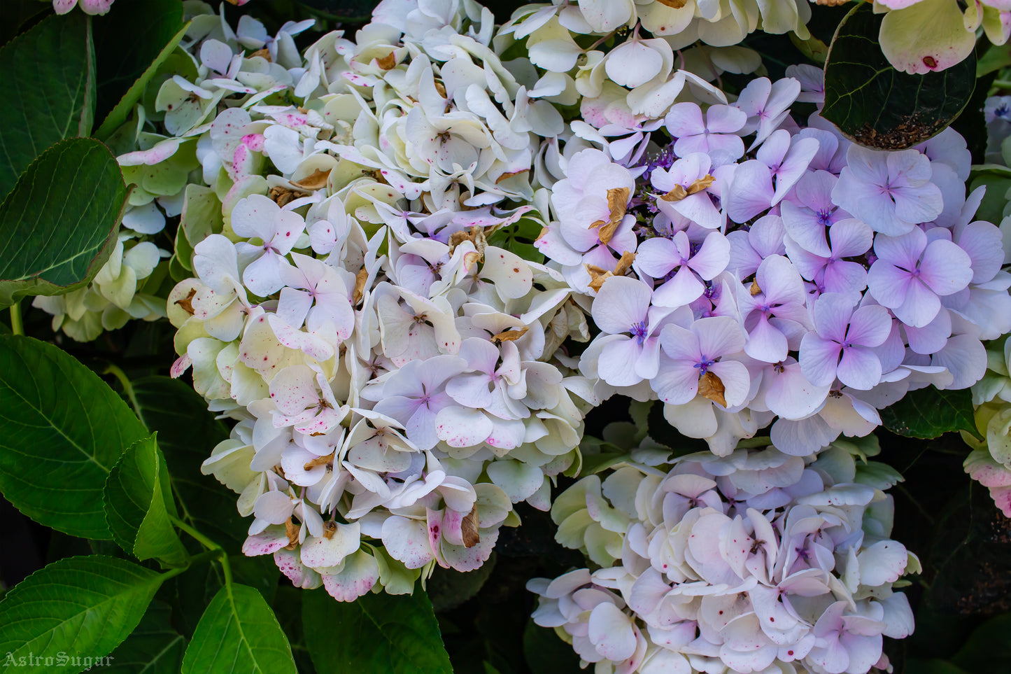 UK Flowers