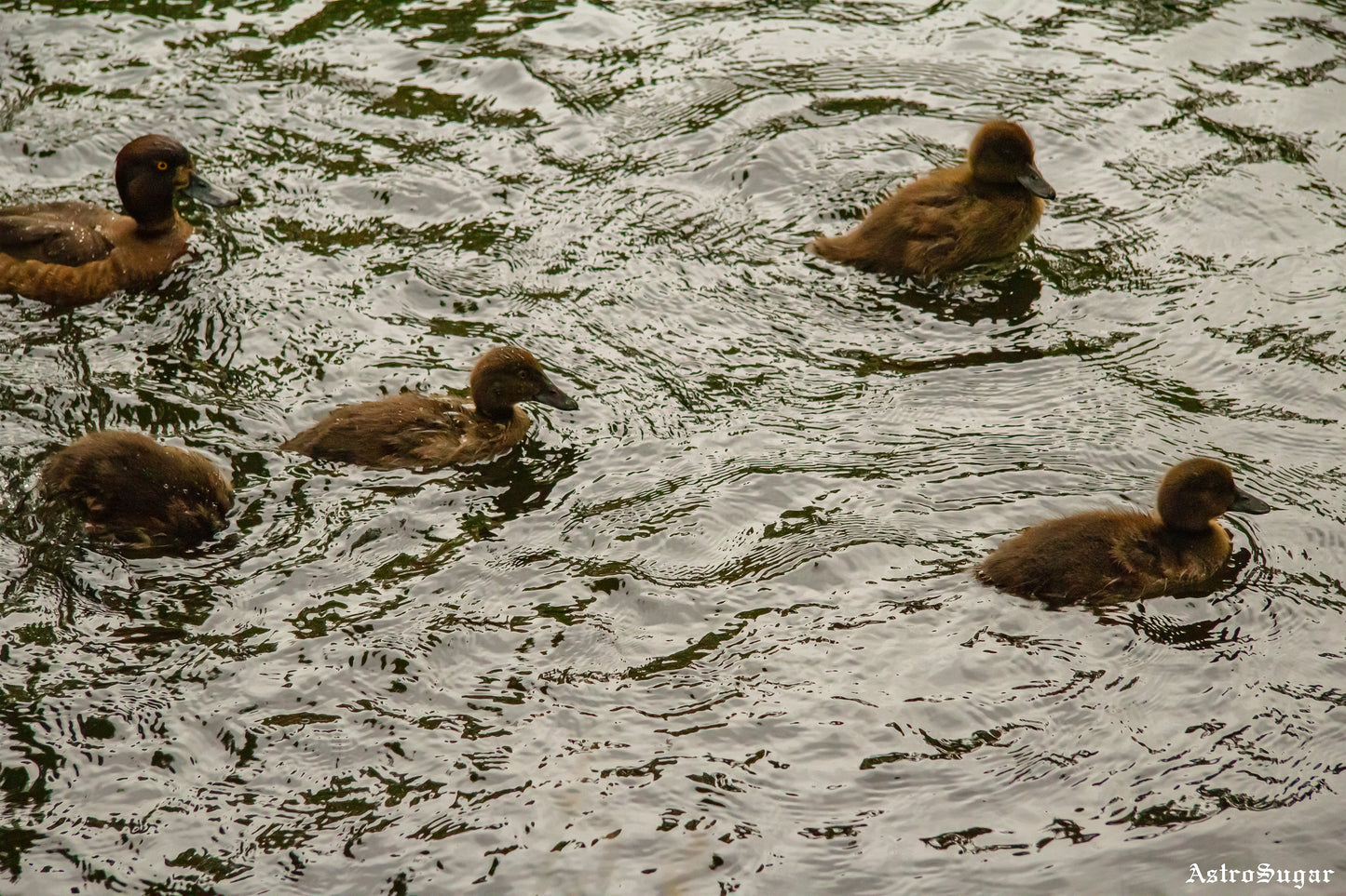 Ducklings