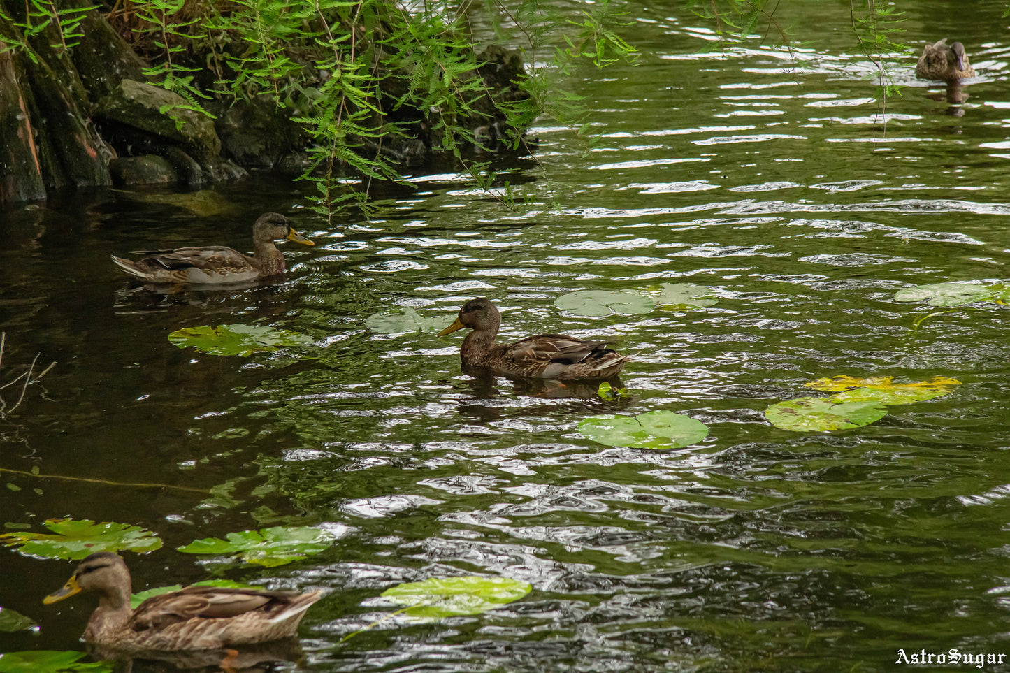 Ducks