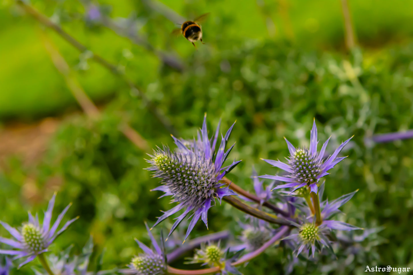 London Bee 6