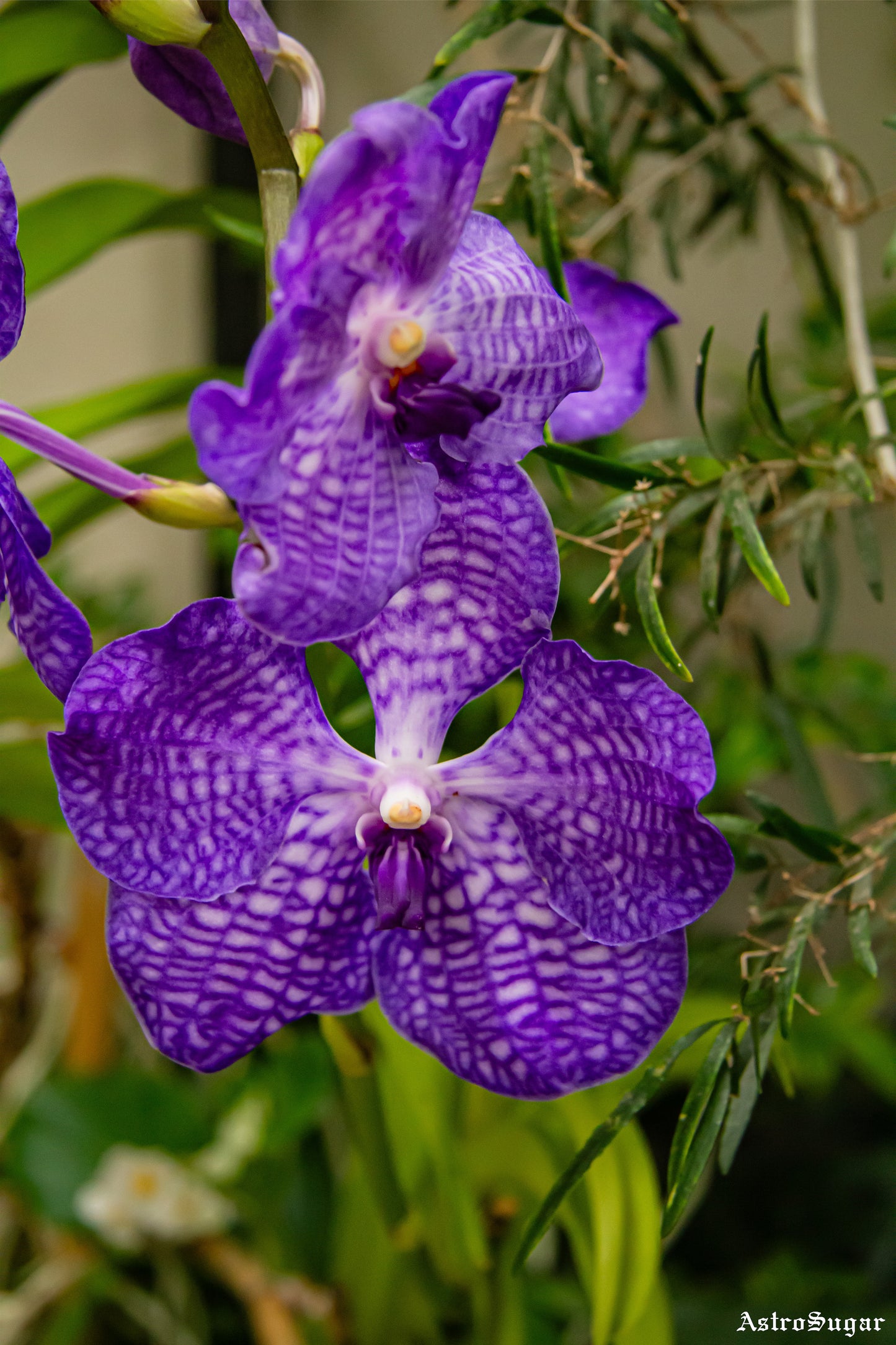 Purple Flowers