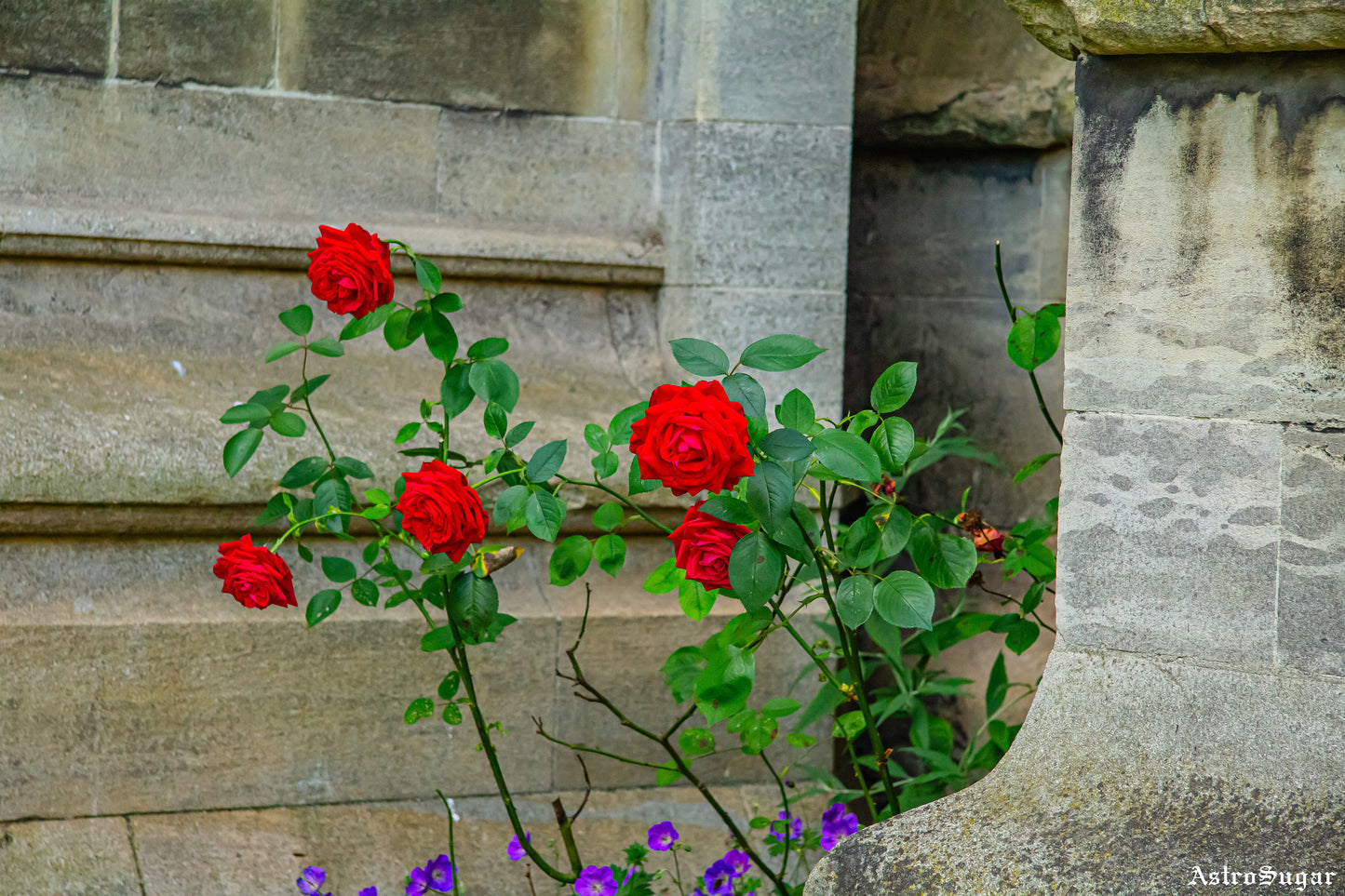 Red Roses
