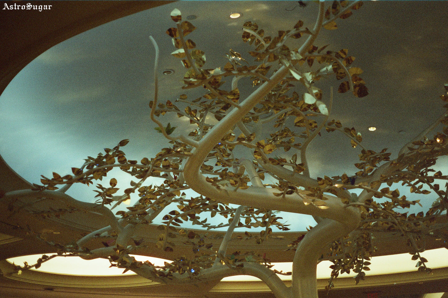 The Eternal Tree
