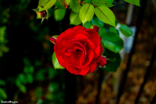 London Rose