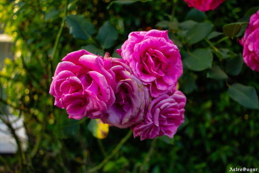London Rose Pink
