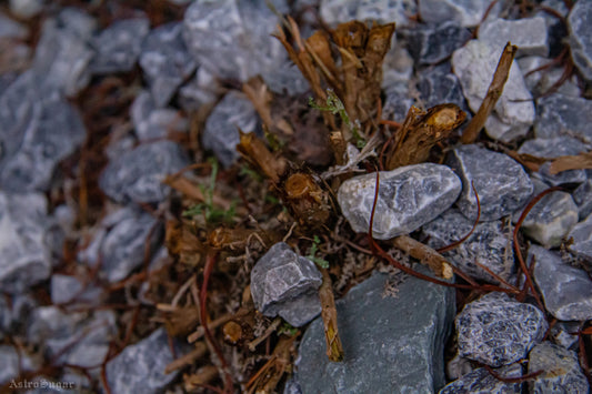 Growth in the Cracks
