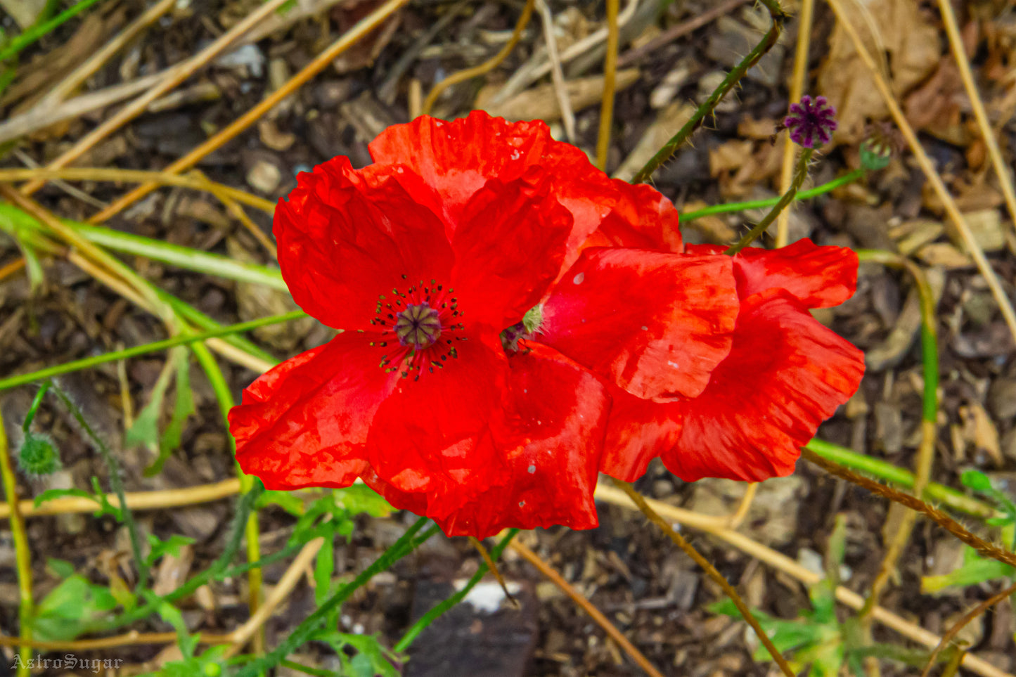 Red Flowers