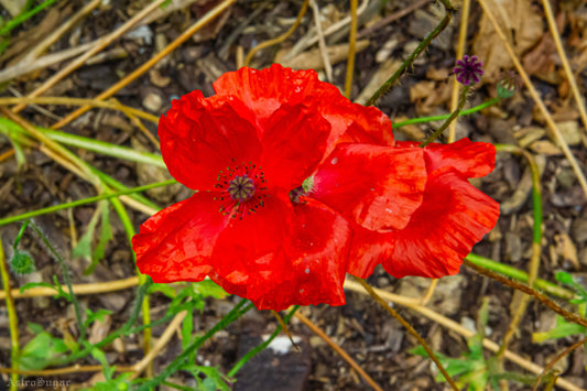 Red Flowers