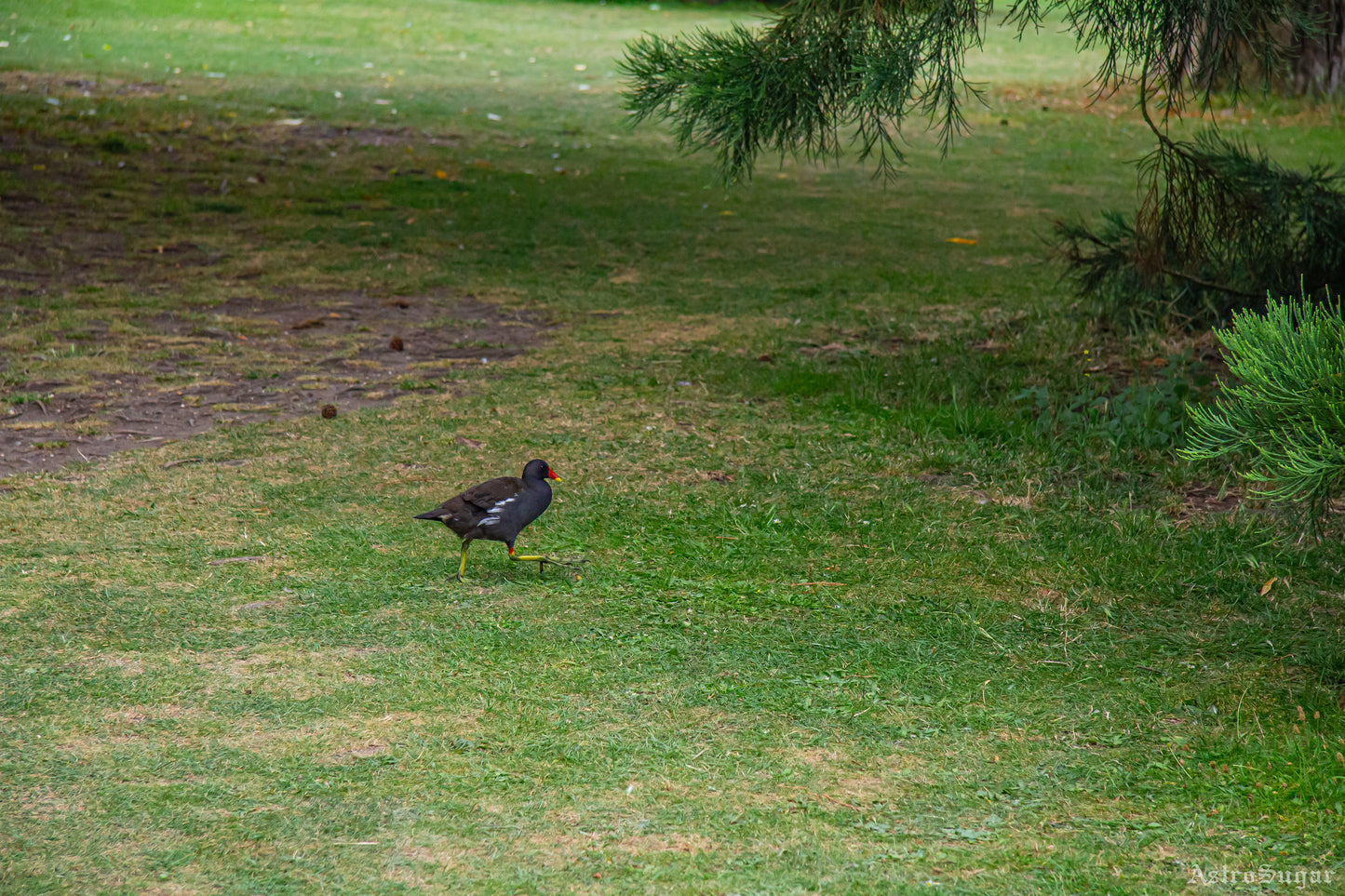 Joggin' Bird