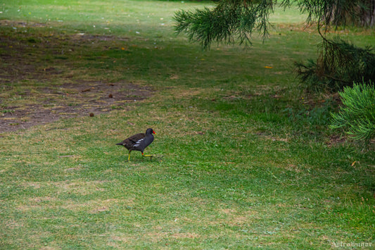 Joggin' Bird