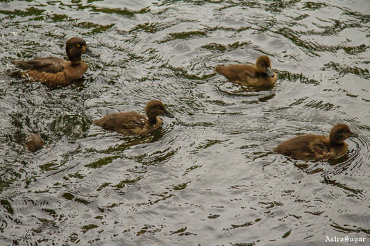 Ducklings 2