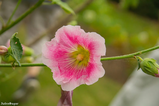 London Flower