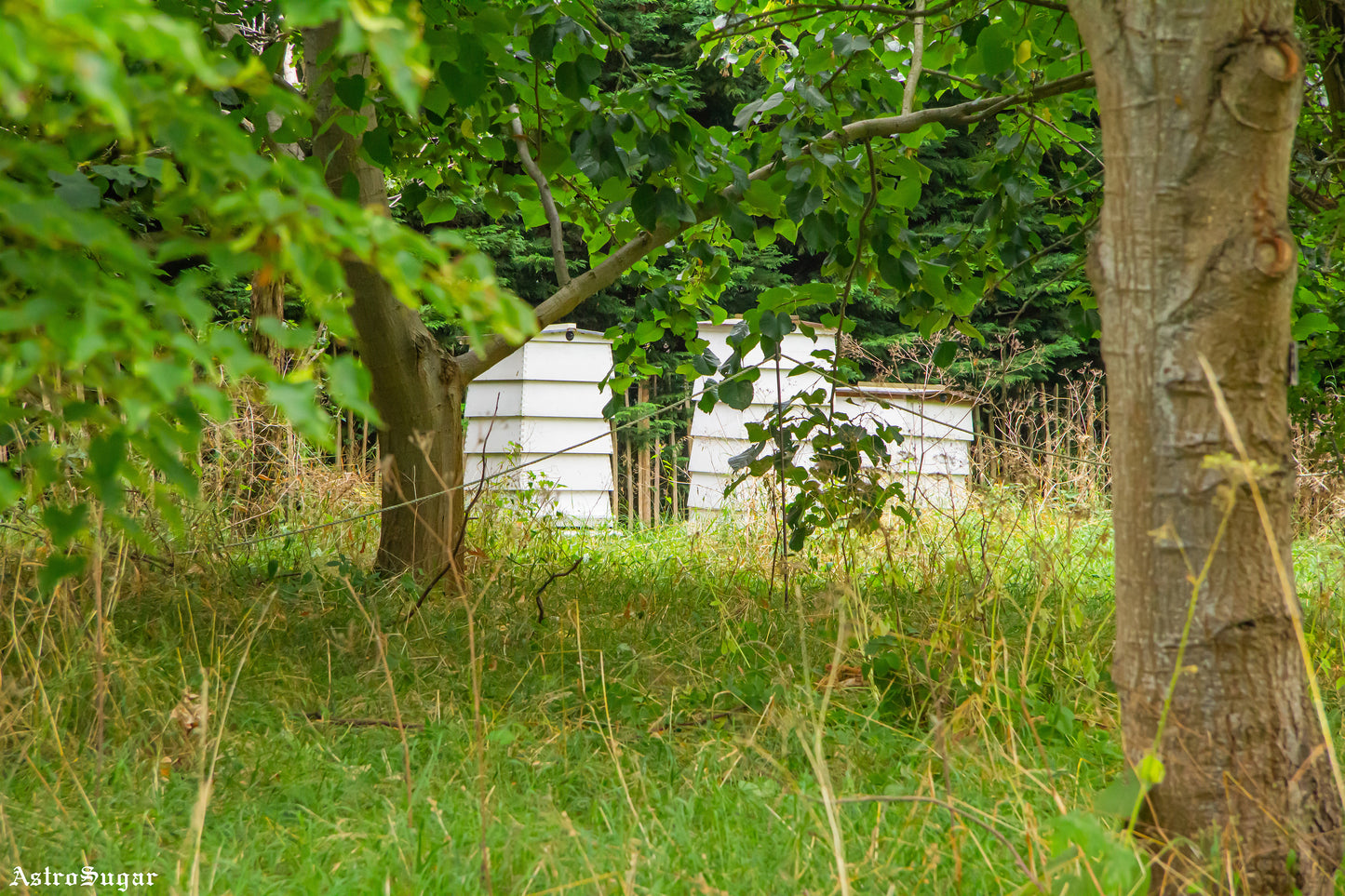 Beehives in the Trees