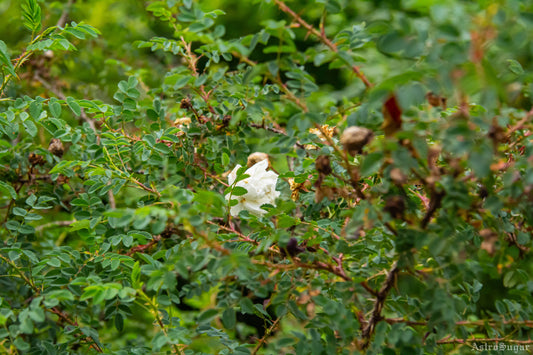London Rose White