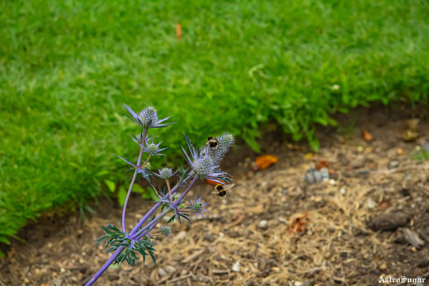 London Bees