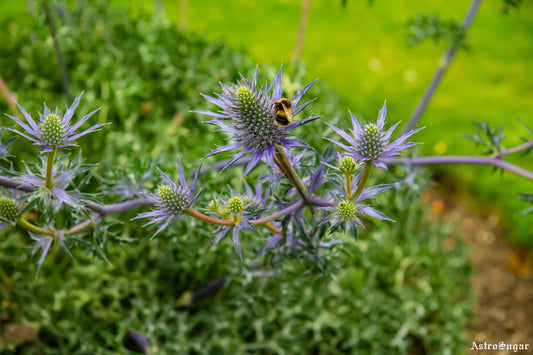 London Bee 3