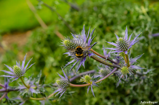 London Bee 5