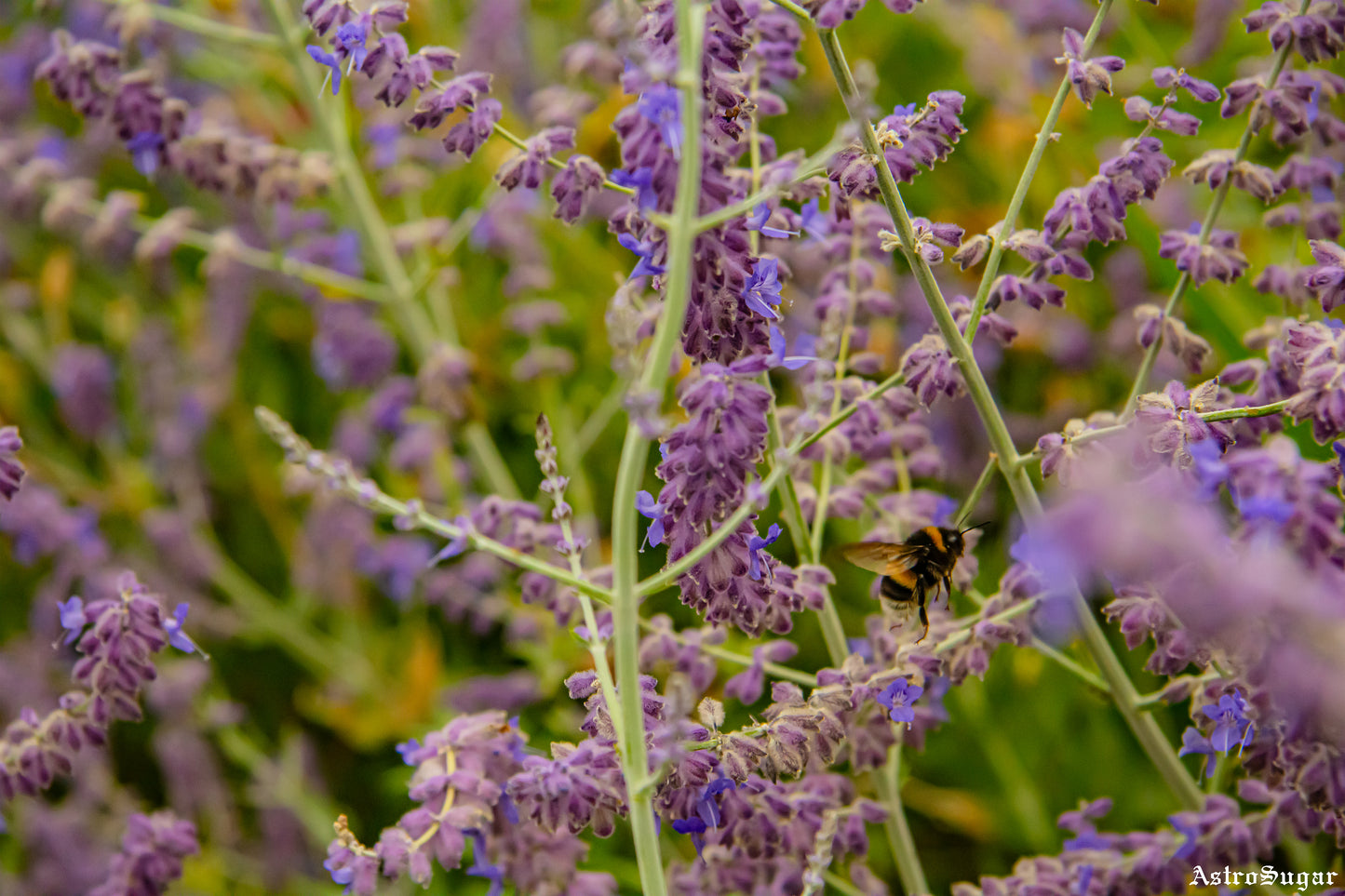 London Bee 7