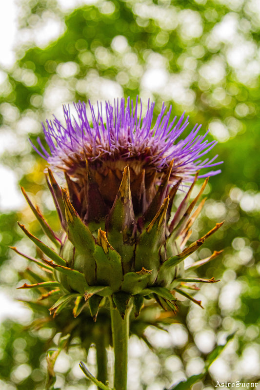 London Flower Purple