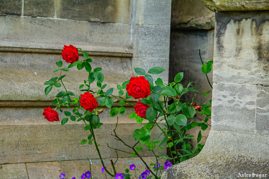 Red Roses